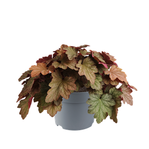 Bild von VP Heuchera P19 Watermelon